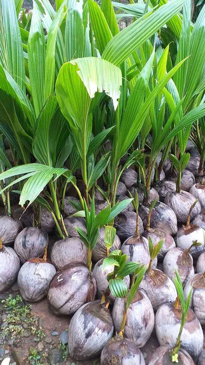 Bibit Kelapa Kopyor Asli